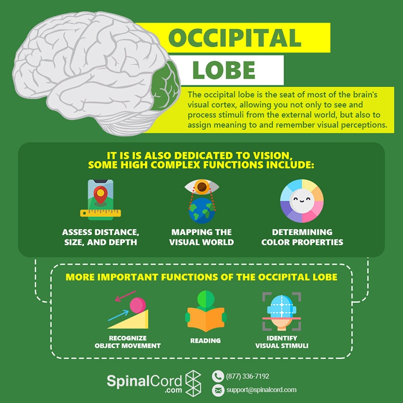 Occipital Lobe Function Location And Structure 6703